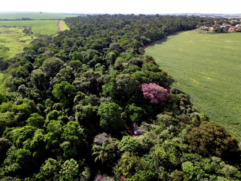 Mata de Santa Genebra: plantio na unidade de conservação e em outras áreas da cidade 