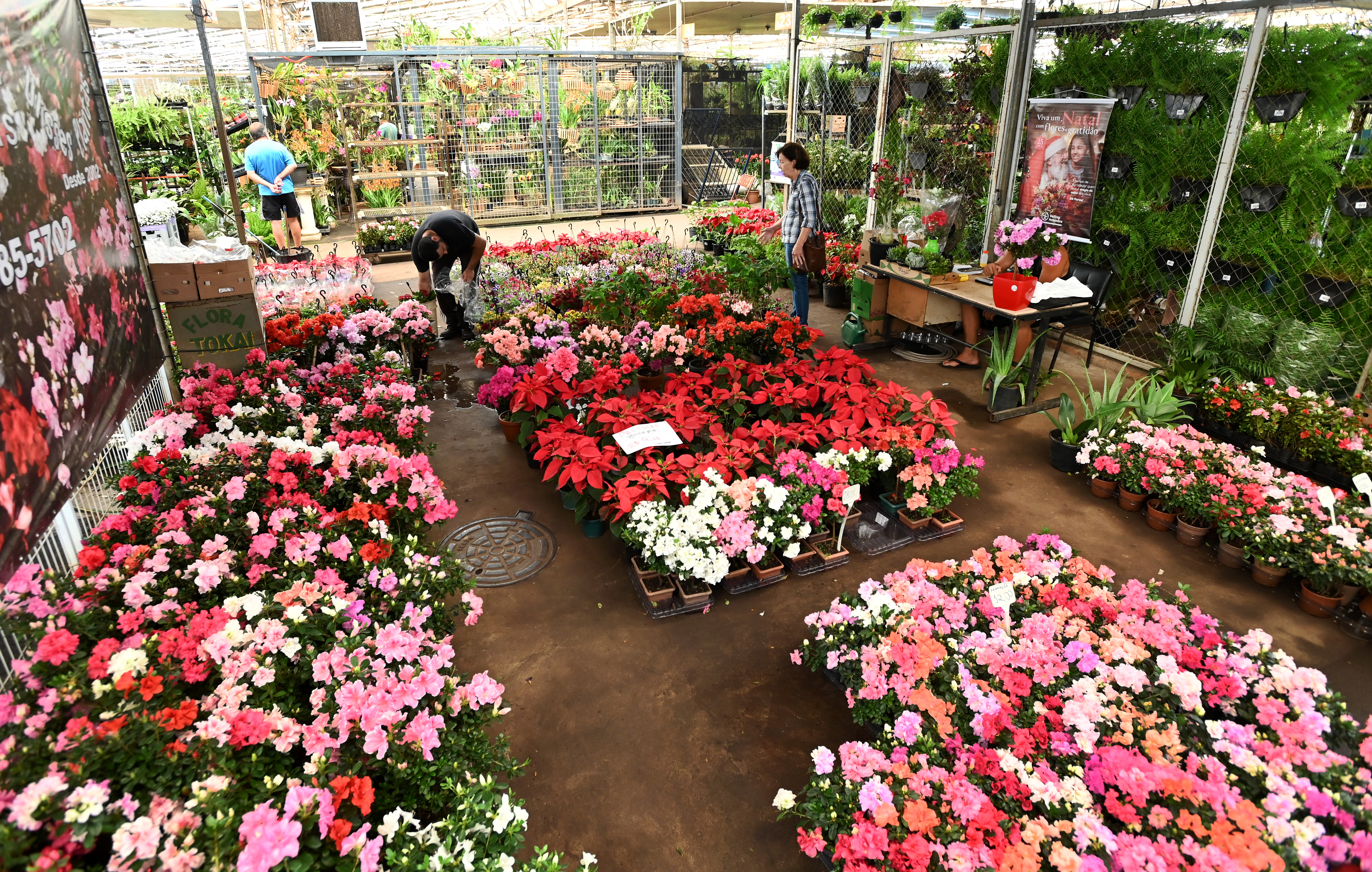 Flores envasadas também estão com valores mais baixos