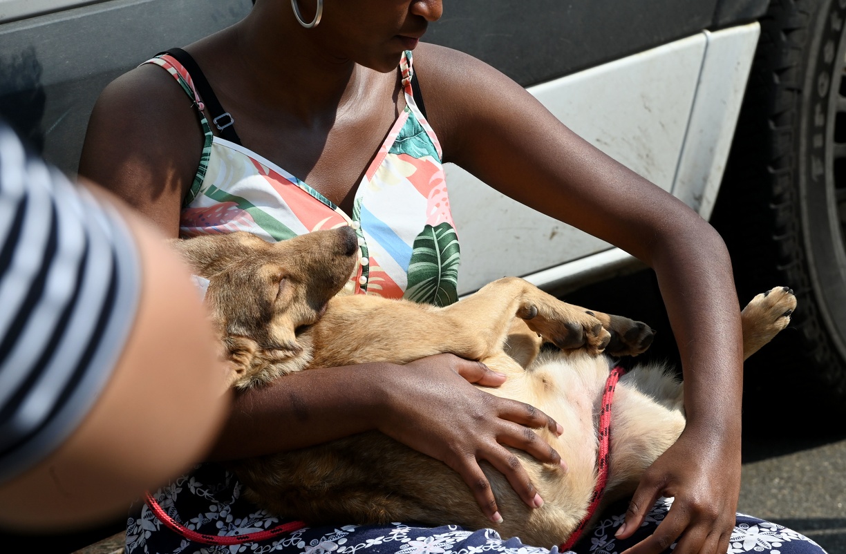 Castrar o animal de estimação é um ato de cuidado e amor 