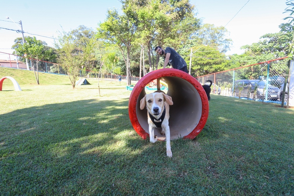 Nos parques caninos, os cachorros têm liberdade de brincar em segurança, de dia ou à noite