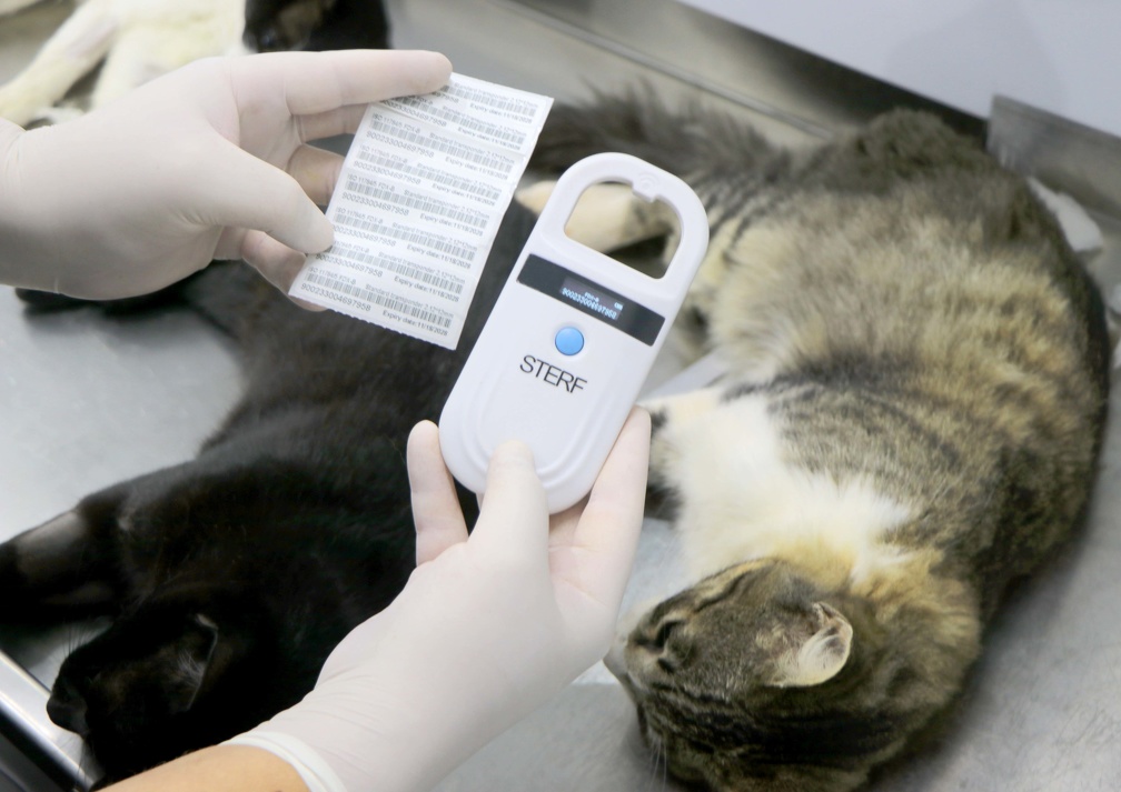 A castração é fundamental para a qualidade de vida e longevidade dos animais