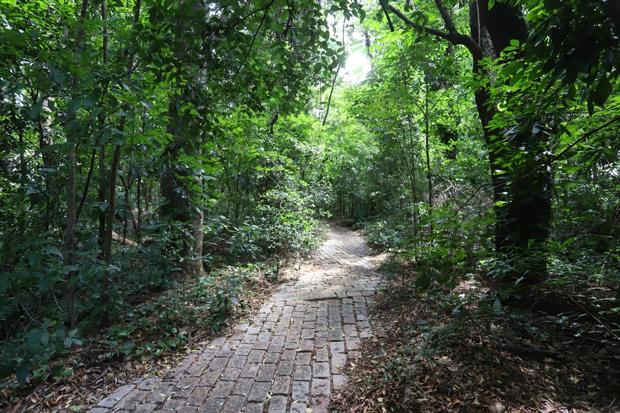 Bosque dos Italianos: espaço poético para curtir a sombra e a natureza