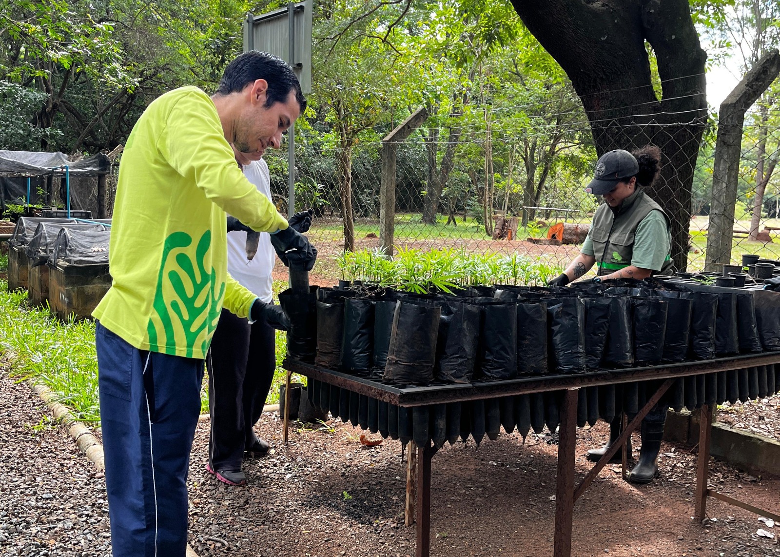 Divulgação PMC As mudas são produzidas no viveiro da reserva