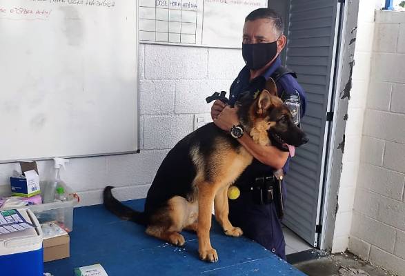 Cães policiais atuam em operações da GM