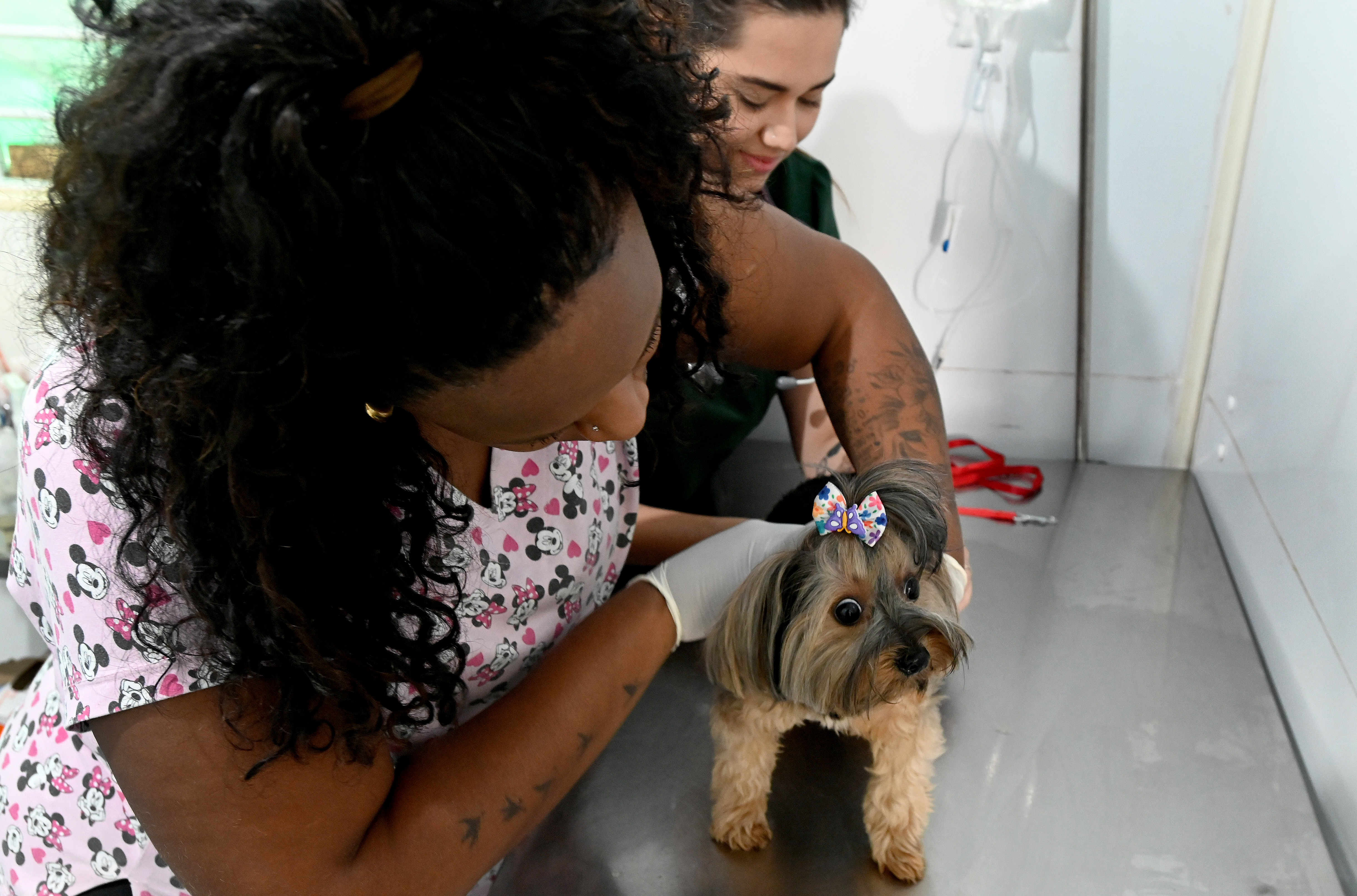O atendimento nos consultórios veterinários móveis ocorre por ordem de chegada, sem necessidade de agendamento