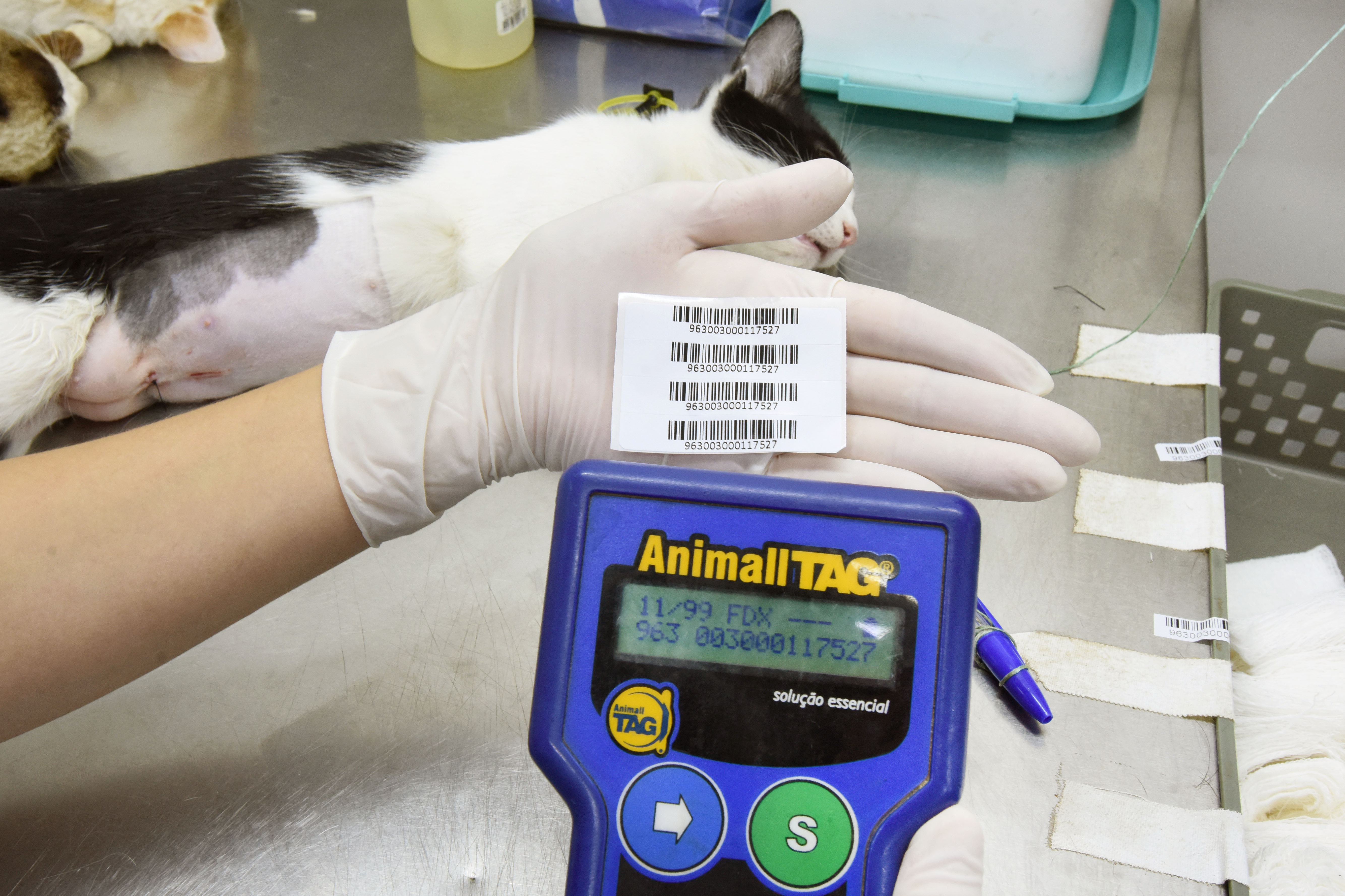 Os animais receberão microchips subcutâneos nos quais constam informações  sobre raça, idade, vacinas e também dados e endereço do responsável