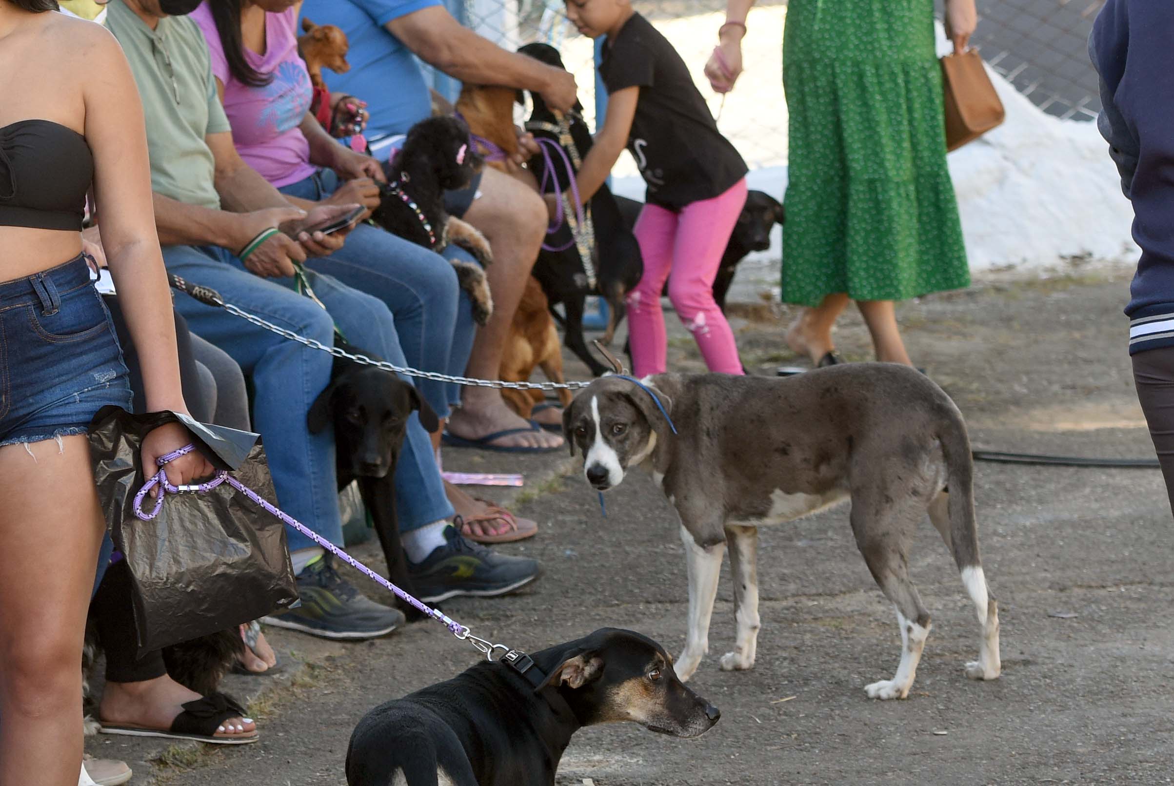 Moradores levam seus animais de estimação para castração gratuita no Castramóvel, garantindo mais saúde e bem-estar
