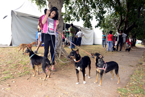 É responsabilidade dos tutores a manutenção dos animais em perfeitas condições de alojamento, alimentação, saúde e bem-estar