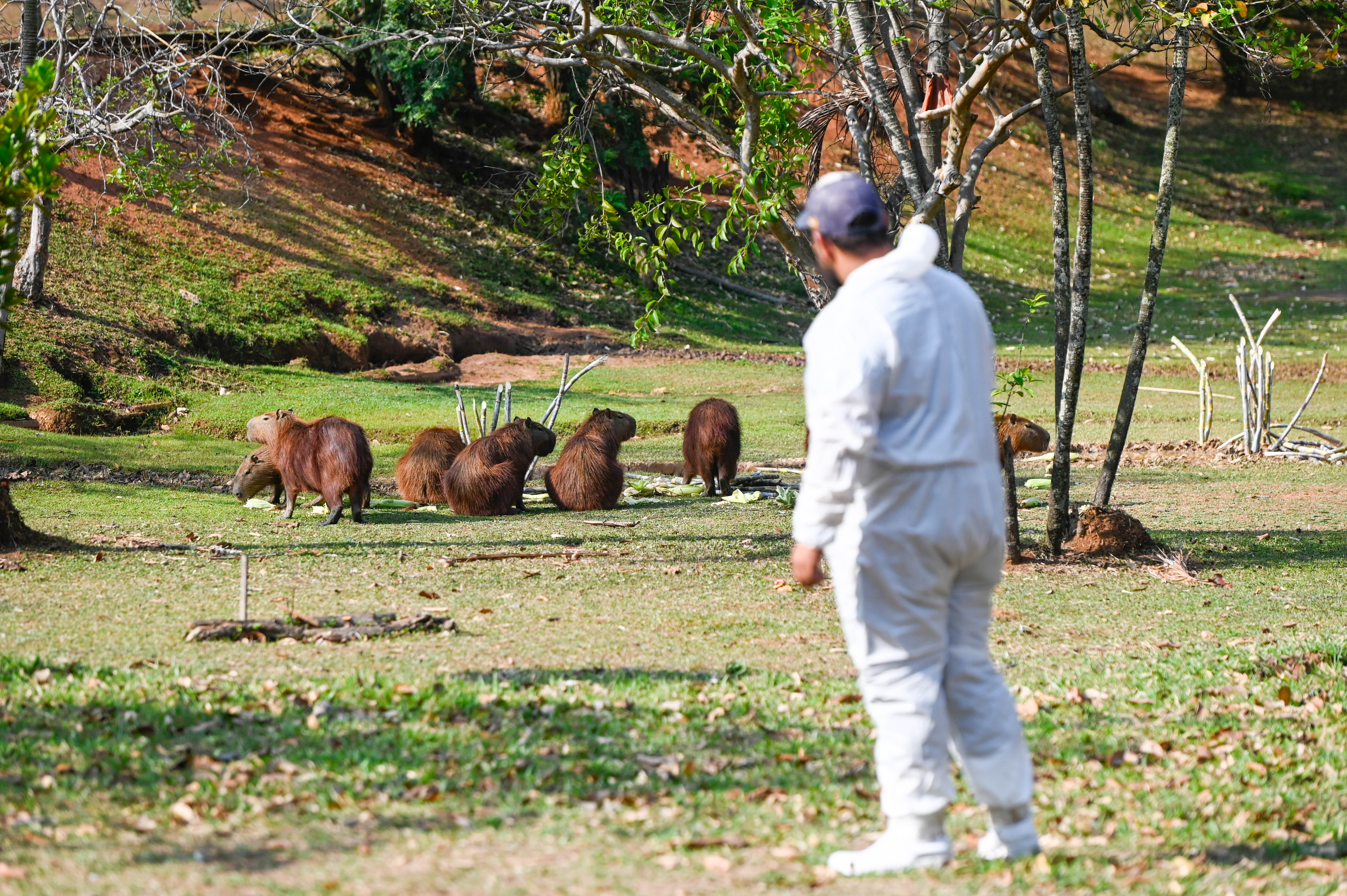 Técnico observa capivaras se alimentando na Lagoa do Taquaral