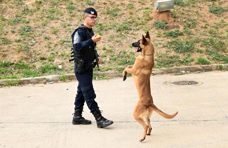 Cães das guardas municipais estão em nível satisfatório de treinamento