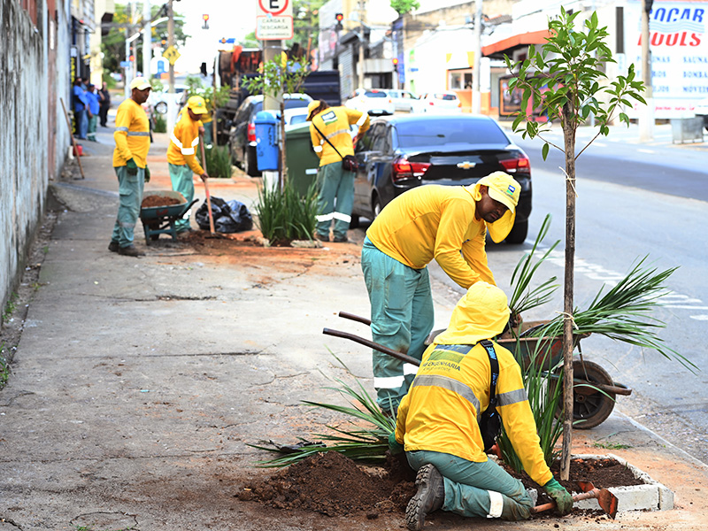 Arquivo PMC/Carlos Bassan Nova arborização na avenida Francisco Glicério: adequação das árvores ao espaço urbano para segurança e qualidade de vida
