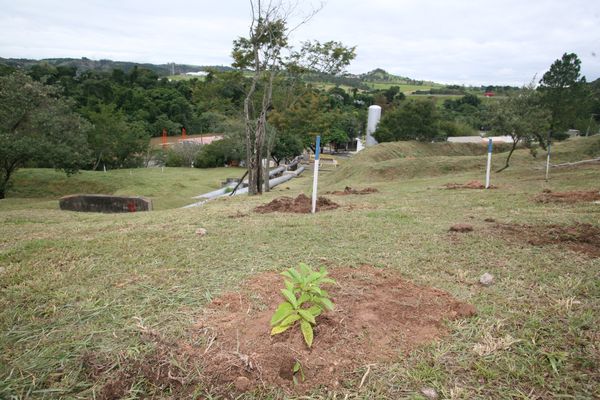 Arvores nativas desempenham um papel fundamental na preservação da biodiversidade, na melhoria da qualidade do ar e na manutenção do equilíbrio do ecossistema 