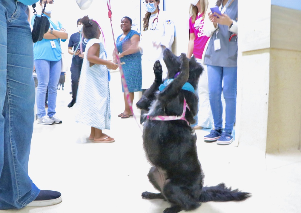 Cães são preparados para interagir no ambiente hospitalar