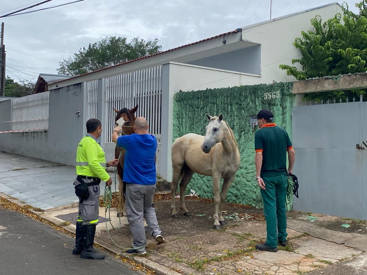 Equipes abordam cavalo solto em calçada