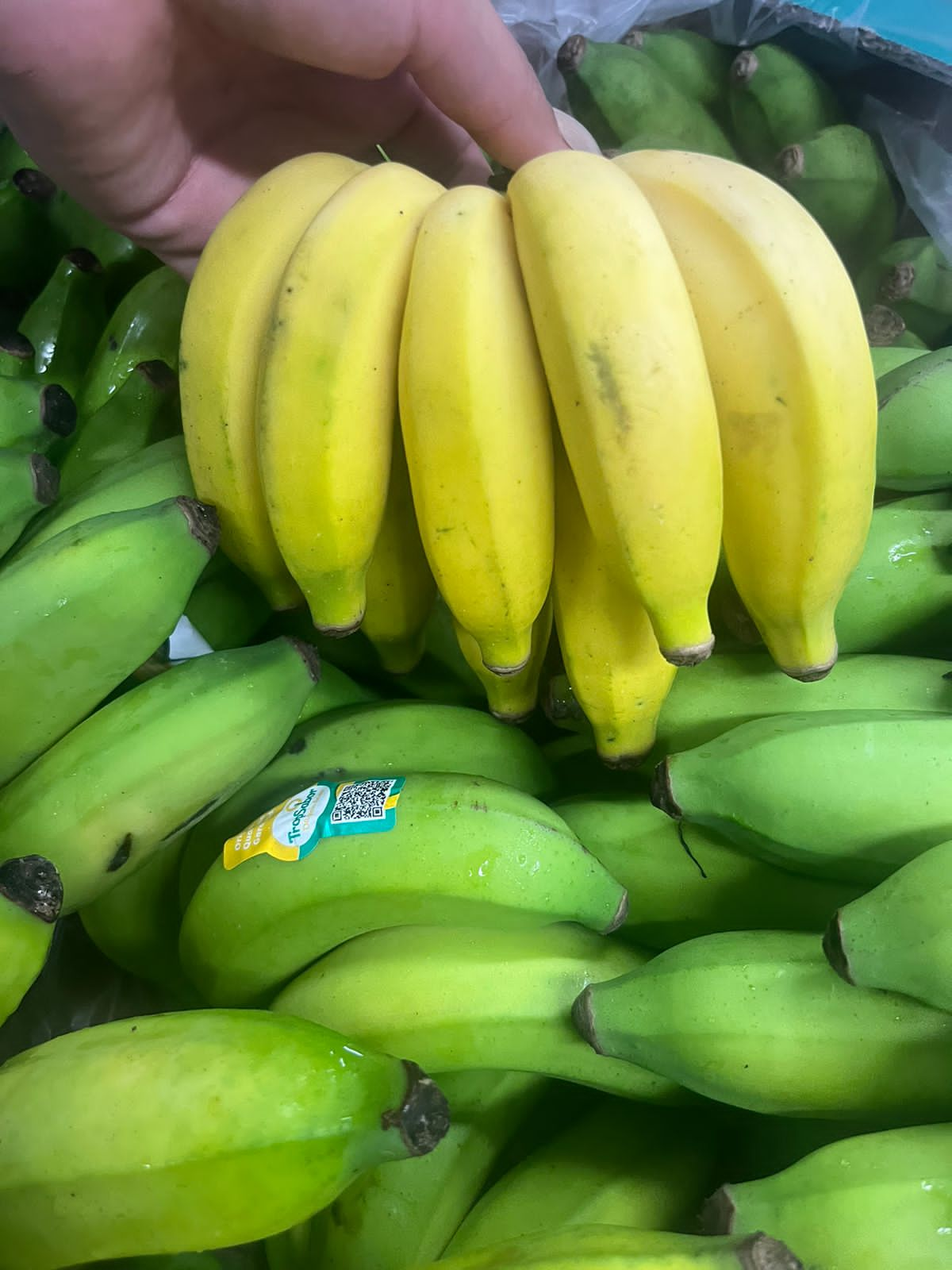 Banana-princesa "substitui" a banana-maçã, que sofre mais com a ação de fungos