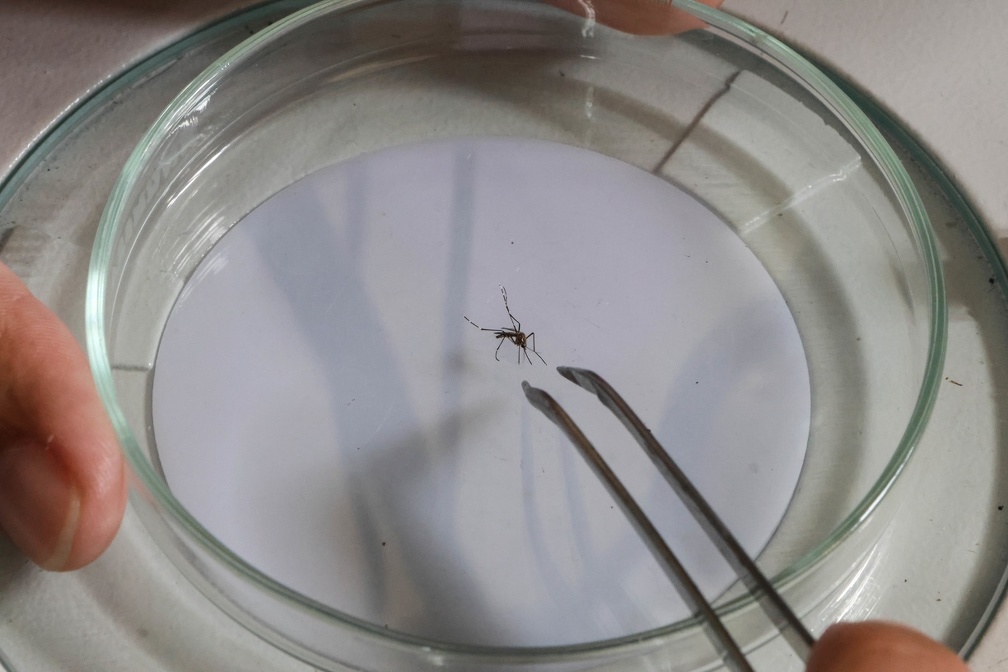 Mosquito Aedes aegypti é vetor da dengue e orientação é para combate a criadouros