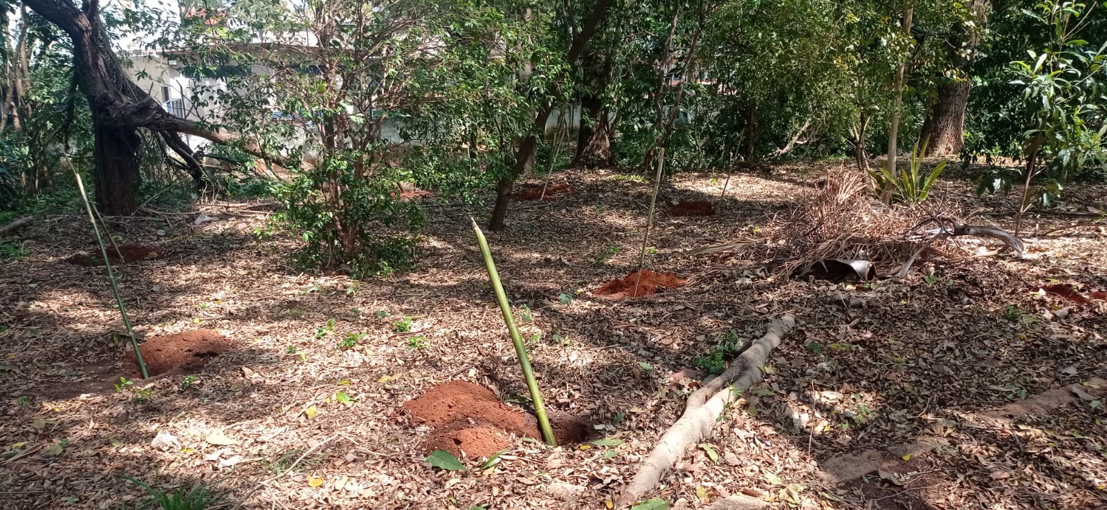 Área preparada para receber plantio de árvores