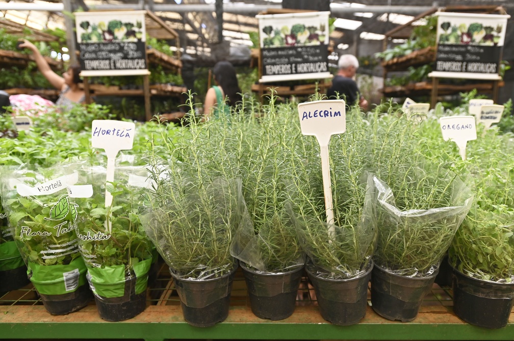 São várias opções de mudas de ervas no Mercado de Flores da Ceasa Campinas