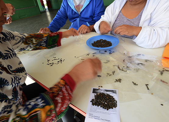 Preparação dos kits de sementes