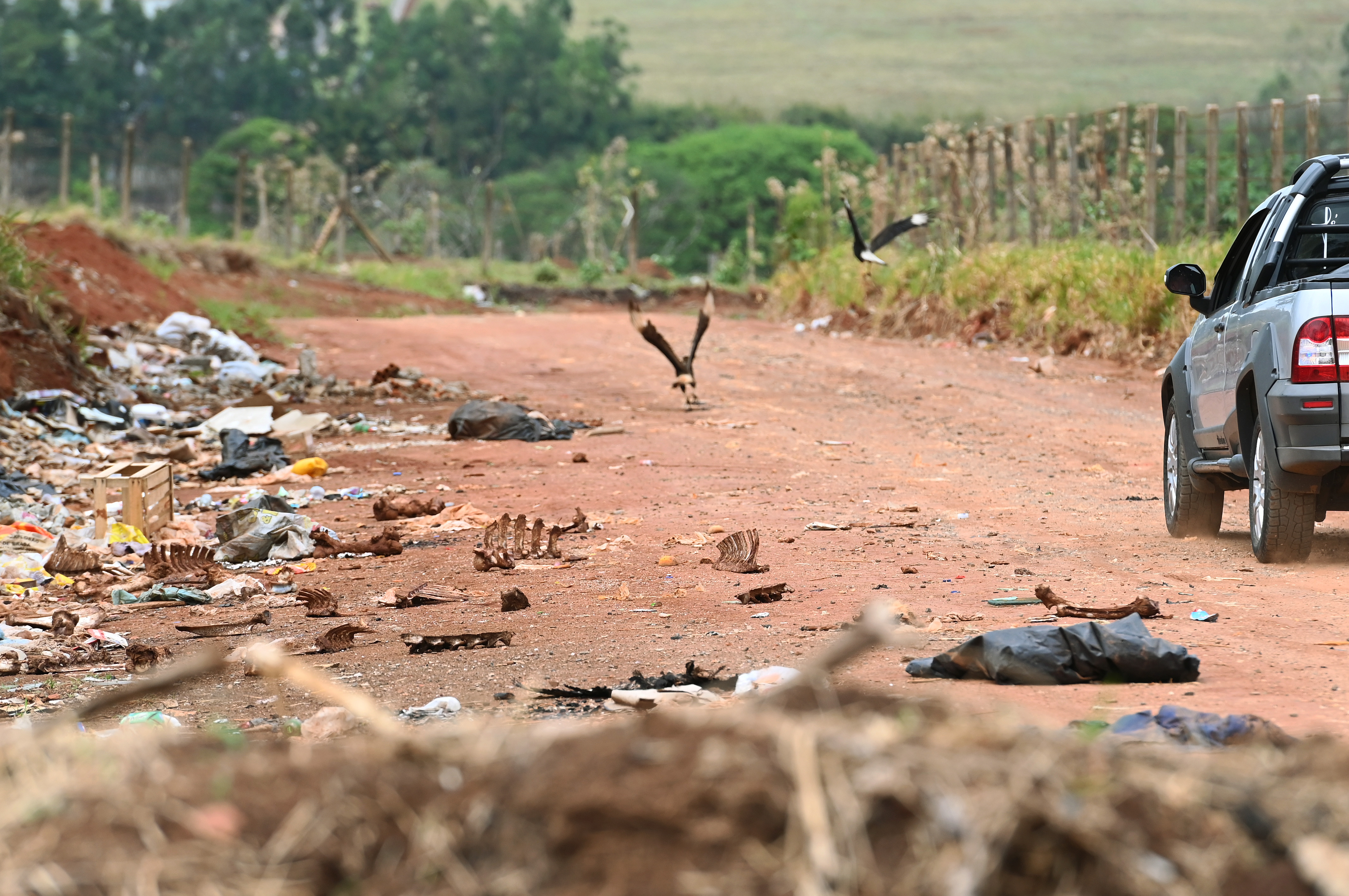 Objetivo é evitar atração de aves