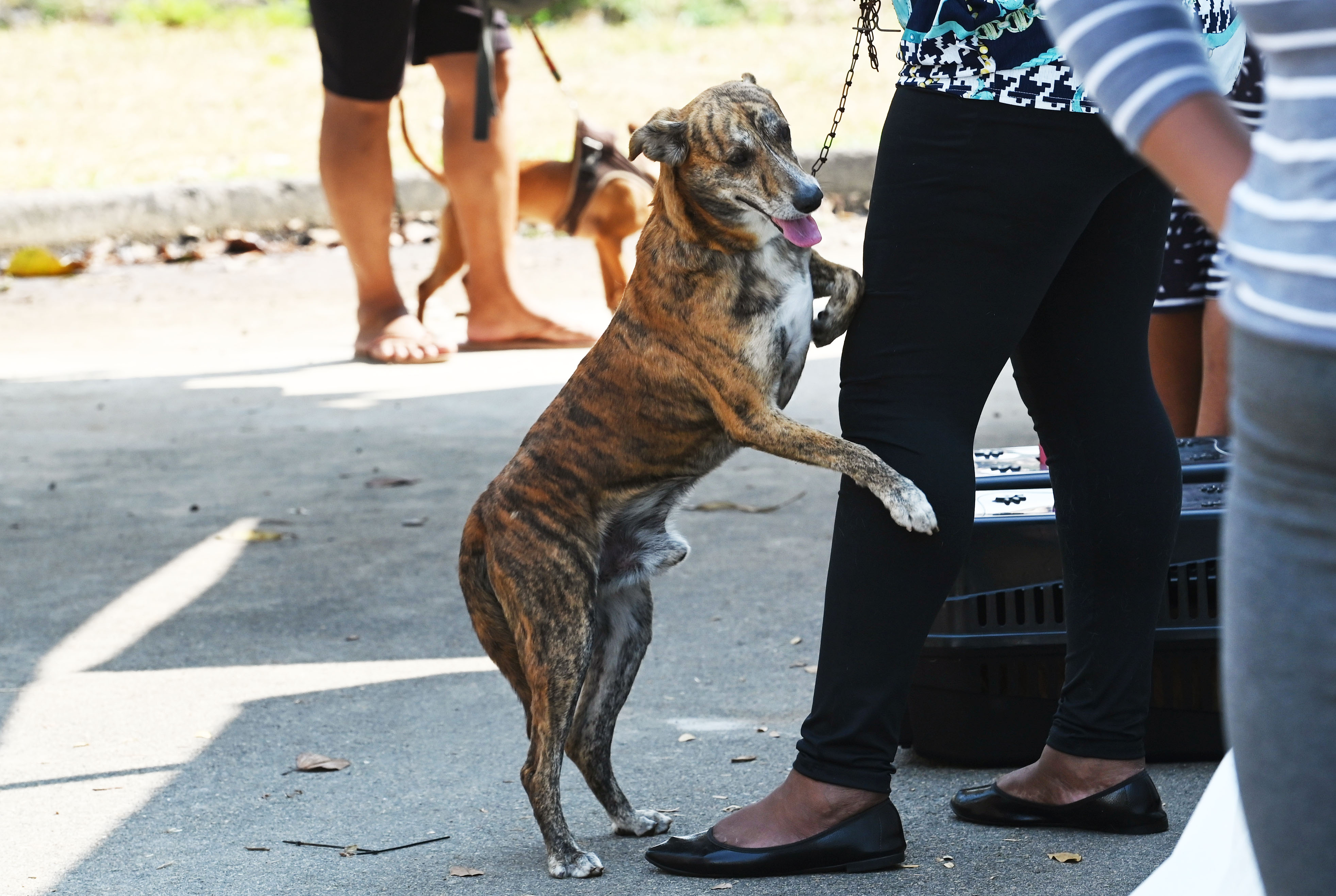 Os pets também devem ser hidratados constantemente e os tutores devem providenciar uma área de sombra 