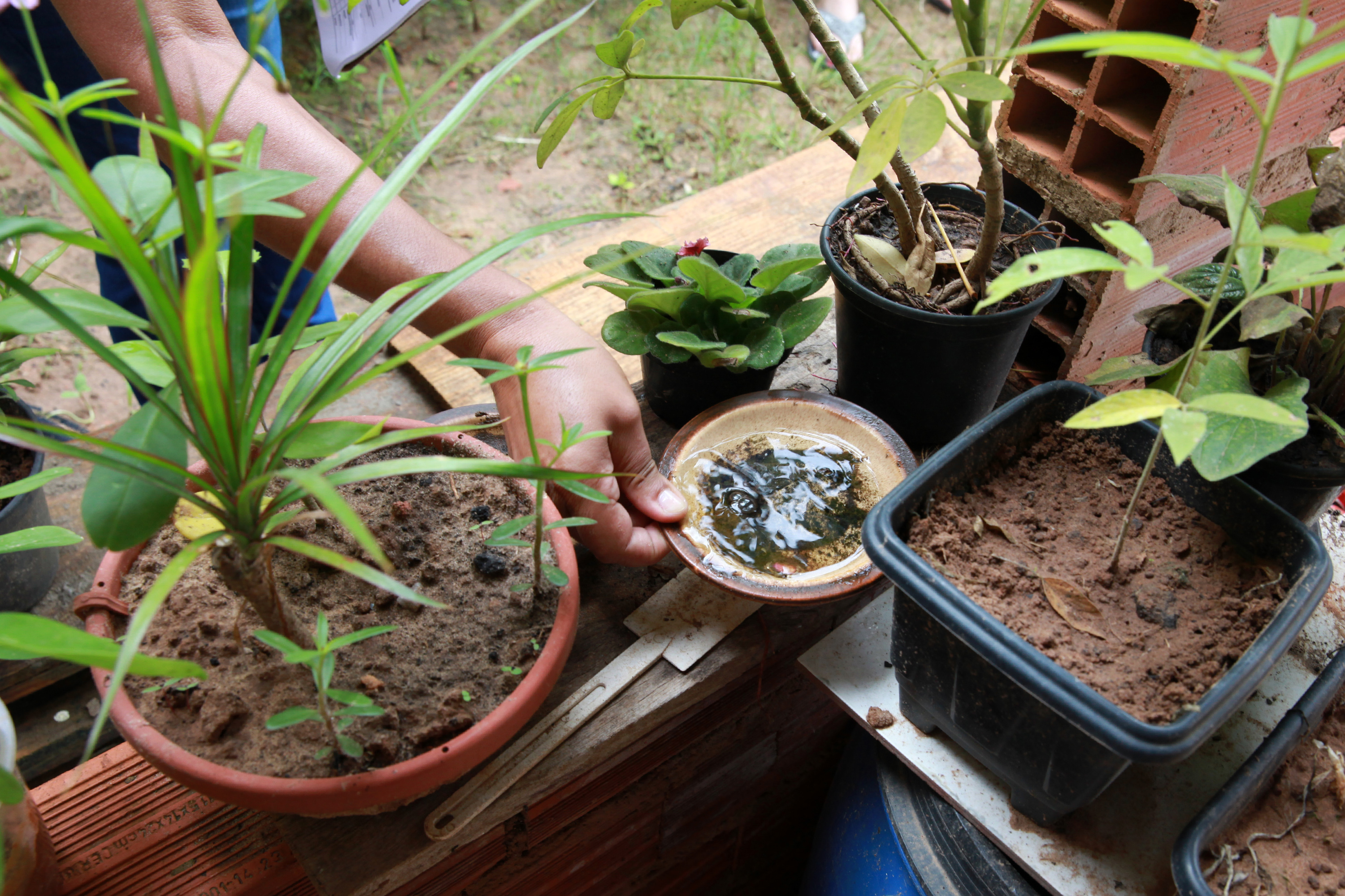 Pratinhos dos vasos de plantas e flores devem ser removidos