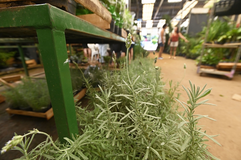 Lavanda perfuma e colore o ambiente em casa