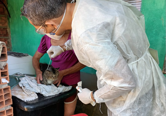 Veterinário da UVZ durante atendimento de gato em Campinas