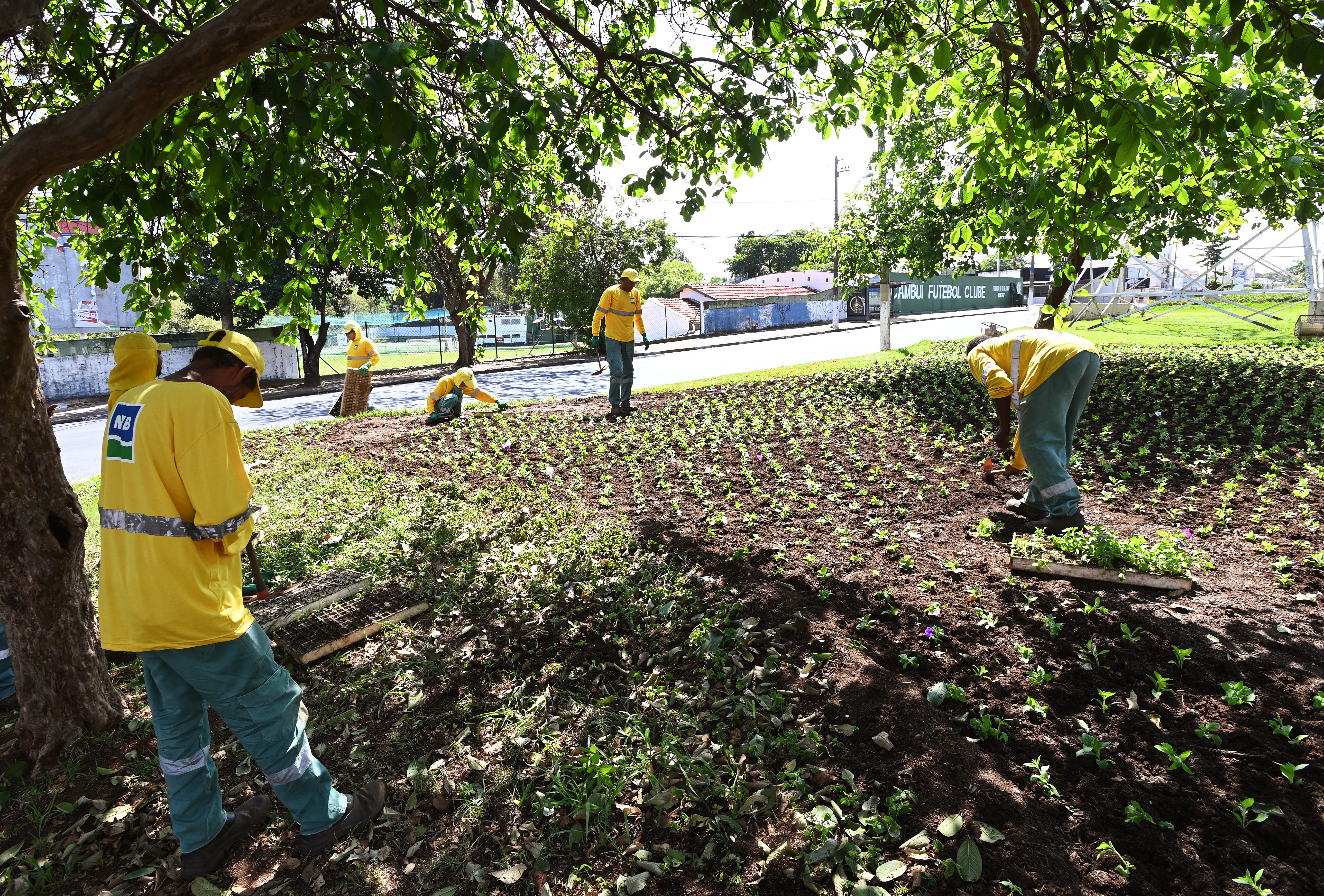 Plantio é realizado pela Secretaria de Serviços Públicos, por meio do Departamento de Parques e Jardins