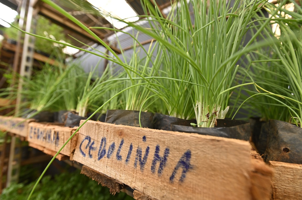 Cebolinha fresca é garantia de mais sabor nos pratos