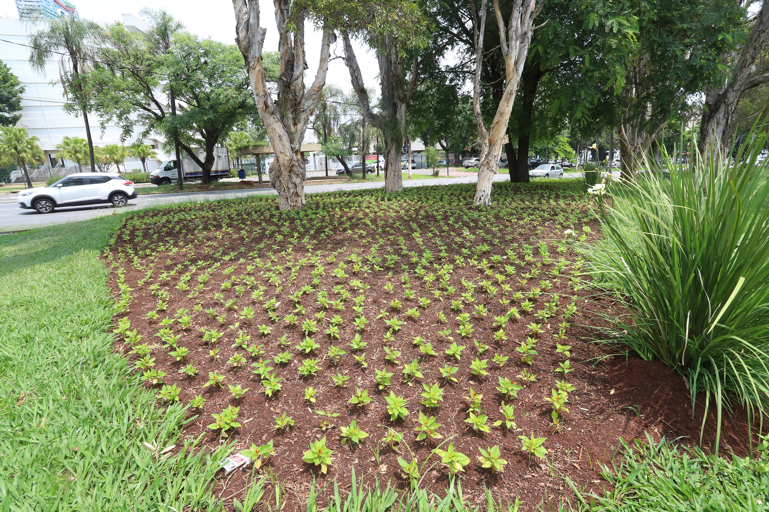 Celósia plumosa anã cresce e embeleza a avenida Orosimbo Maia