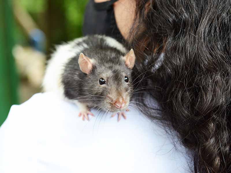 Atividade ocorre todo último sábado do mês 