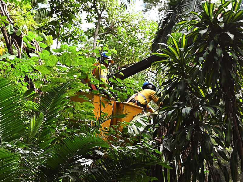 Começou na manhã desta quinta-feira, 20, o manejo das árvores do Bosque