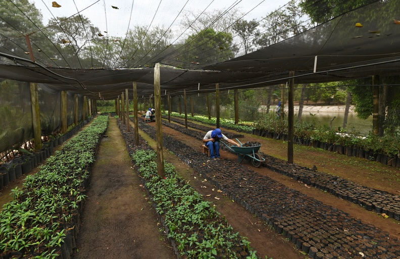 Viveiro Municipal é origem de uma série de espécies plantadas em Campinas