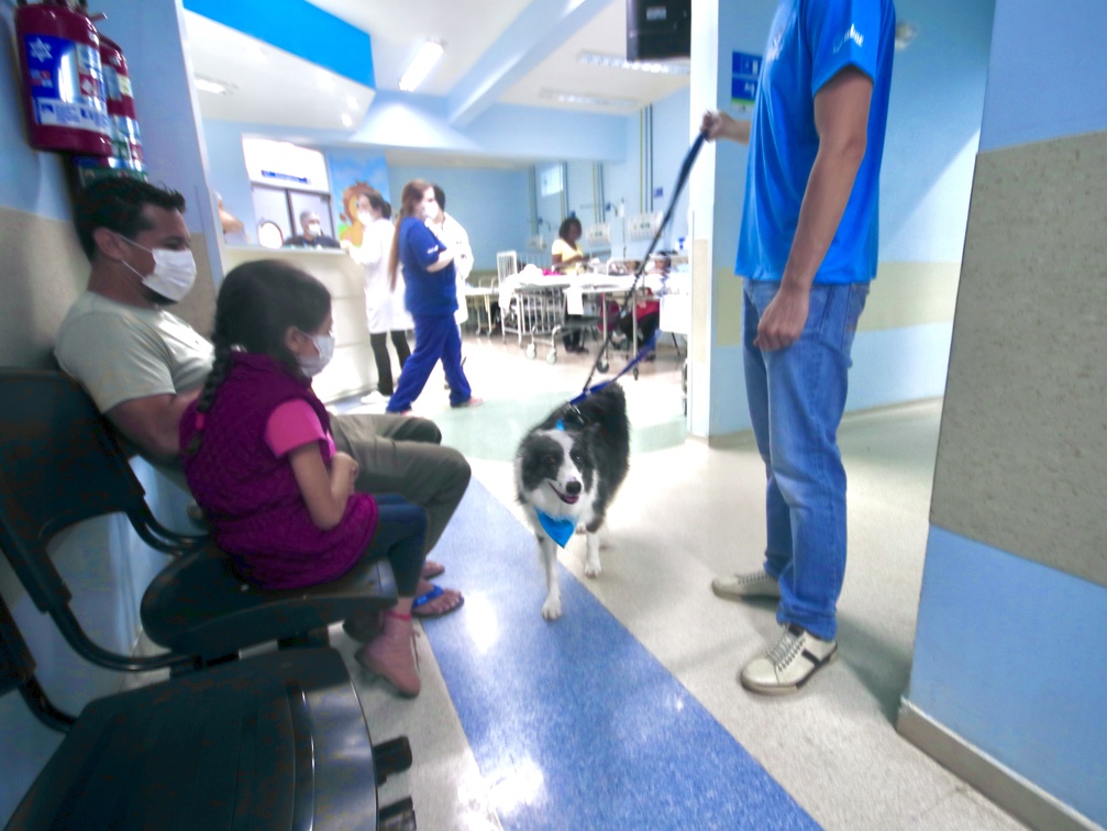 Mudança na rotina e troca de carinho com os animais traz bem-estar