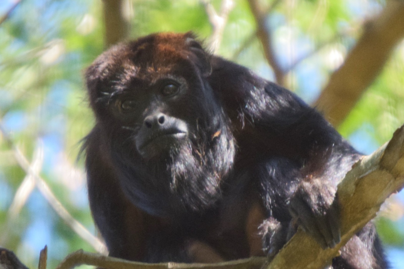 O macaco bugio é um dos animais que reaparece e pode ser visto por frequentadores da unidade de conservação