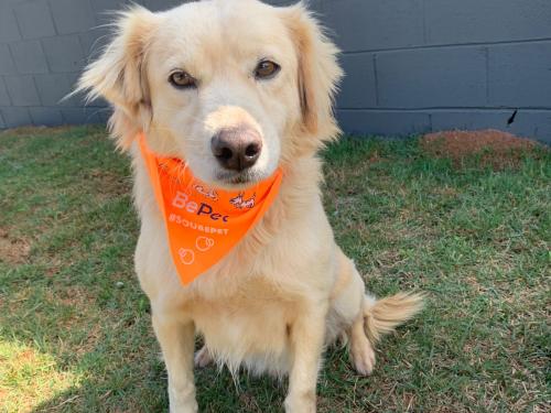 Divulgação Brahma aguarda um novo lar: de porte médio, é adulto, dócil e sociável