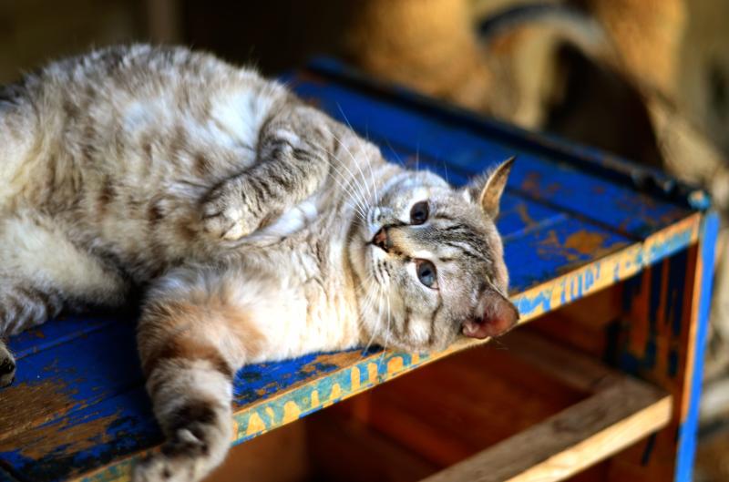 Divulgação Hórus: macho adulto de grande porte, adulto, e ao mesmo tempo é arisco, assustado e dócil