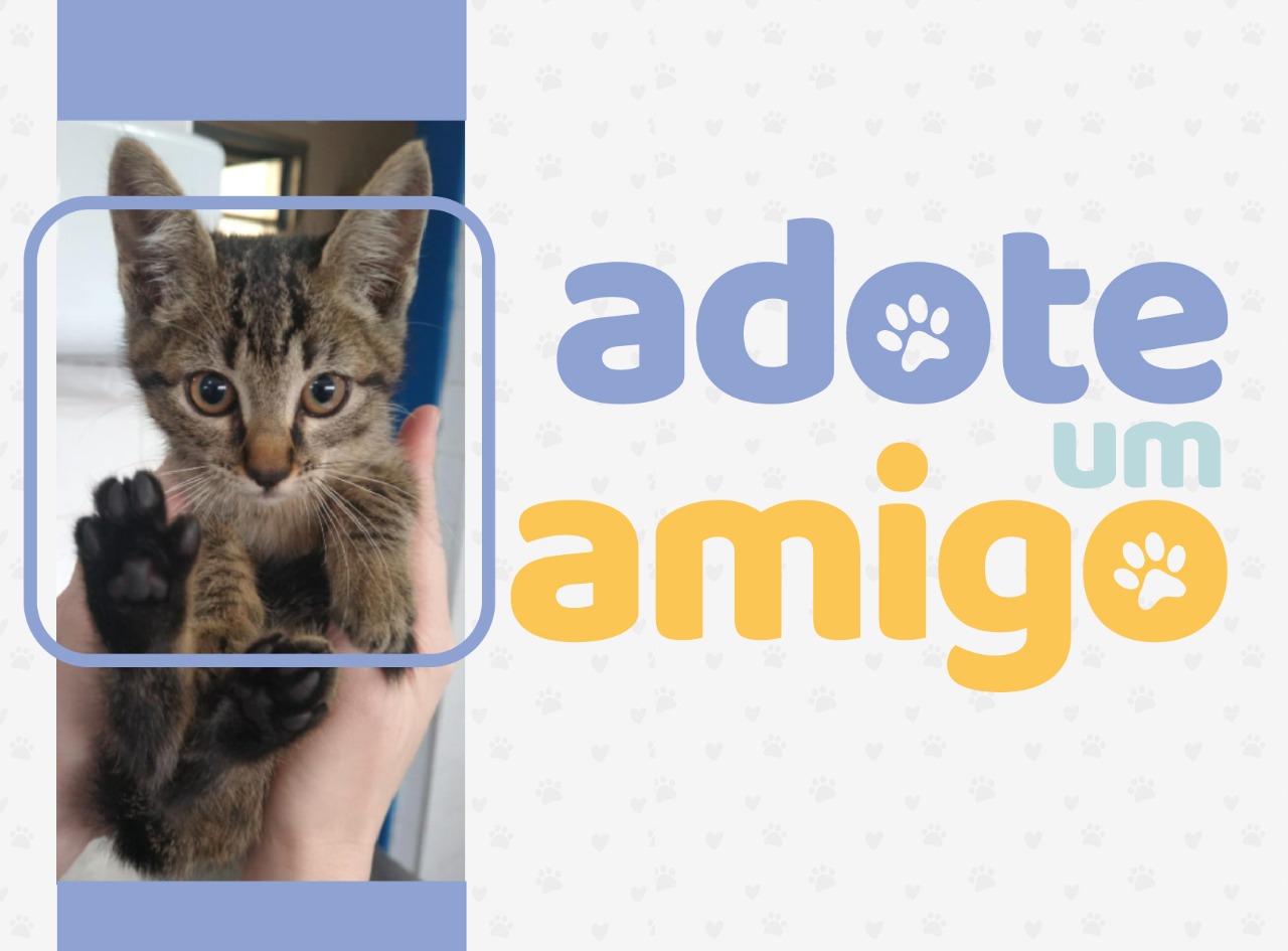 As feiras de adoção e o site do DPBEA ajudam cães e gatos a conseguir novos lares