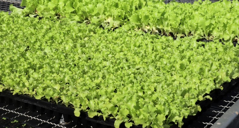 Preço da alface crespa caiu 14,8% e chegou a R$ 2,13/kg