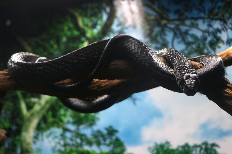 No local é possível observar espécies vivas, com serpentes