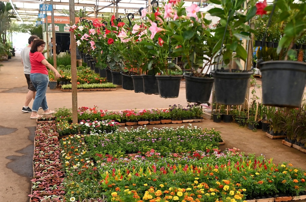 Ceasa Campinas é opção para o Dia das Mães, data em que flores sempre são ótimos presentes