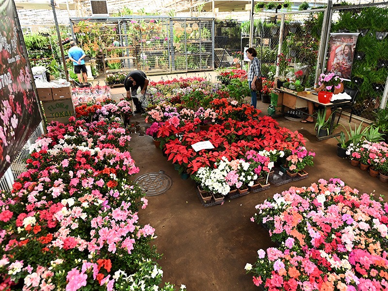 Plantas em vasos ou flores de corte para celebrar o Dia das Mães: são centenas de opções de tipos e valores