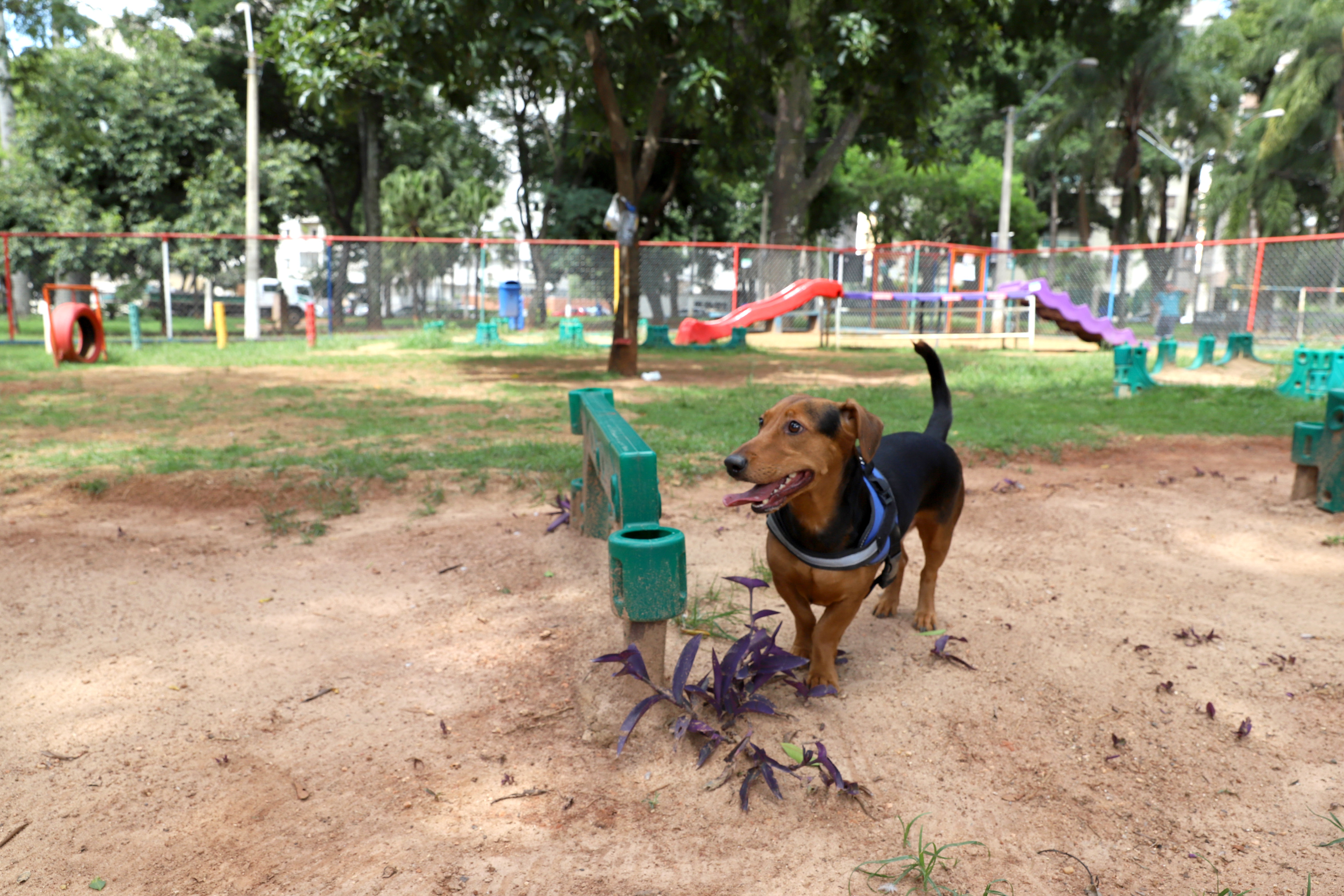 Locais com sombra, árvores e grama devem ter a preferência na hora de passear com os pets