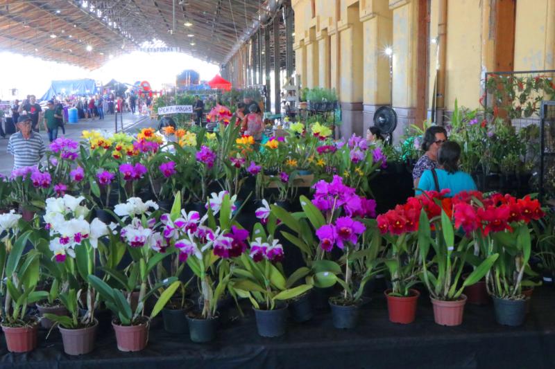 Evento é uma oportunidade conhecer uma grande variedade de plantas