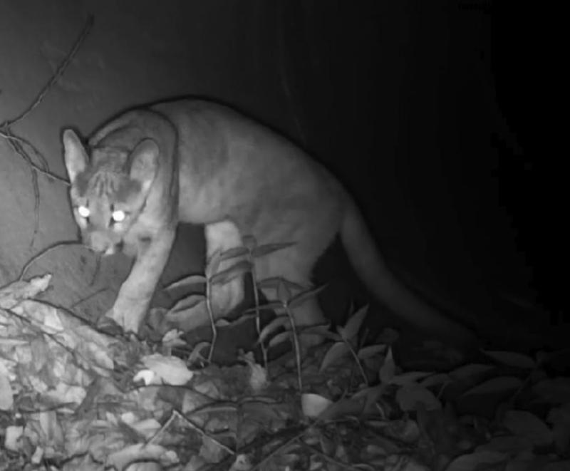 Imagens mostram o filhote explorando a mata em suas primeiras caminhadas fora do ninho