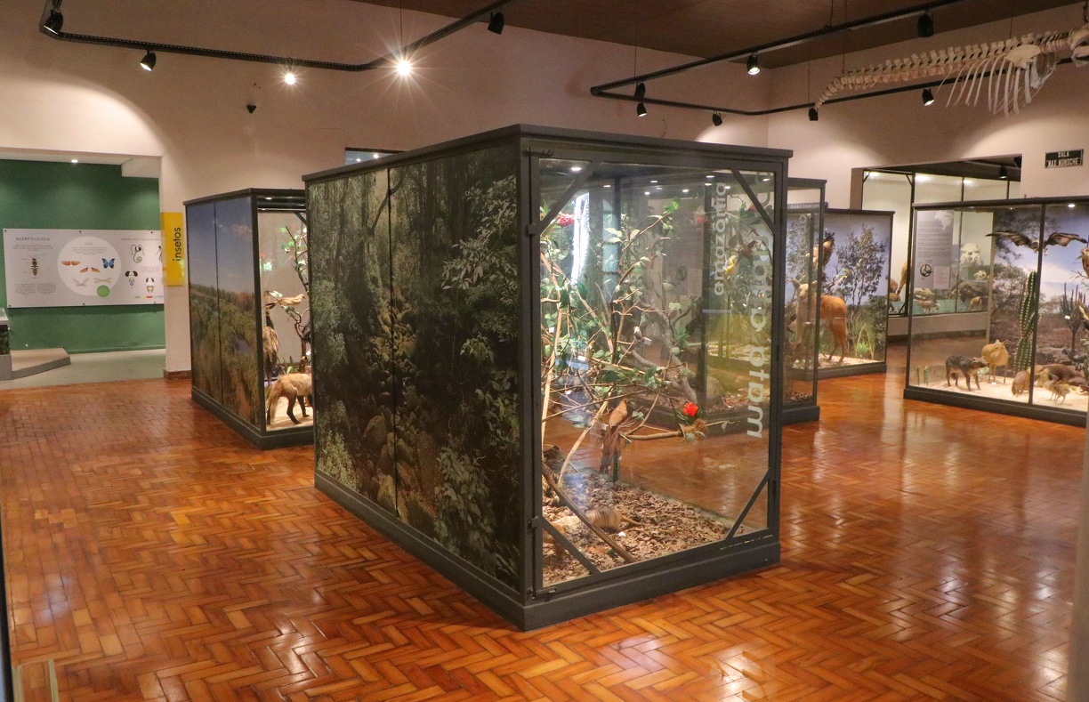 Uma viagem pela biodiversidade brasileira espera pelos moradores e visitantes de Campinas no Museu de História Natural.