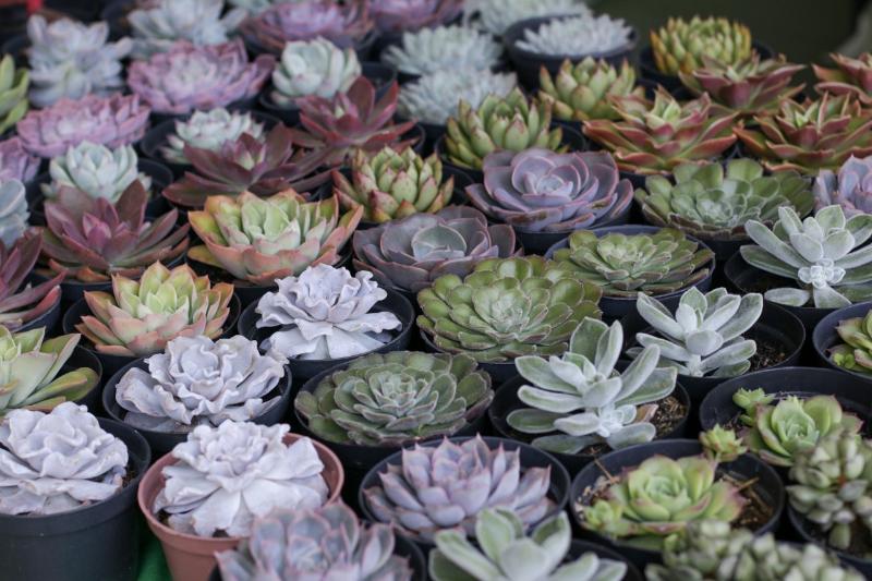 Festival terá expositores especializados e grande variedade de plantas 