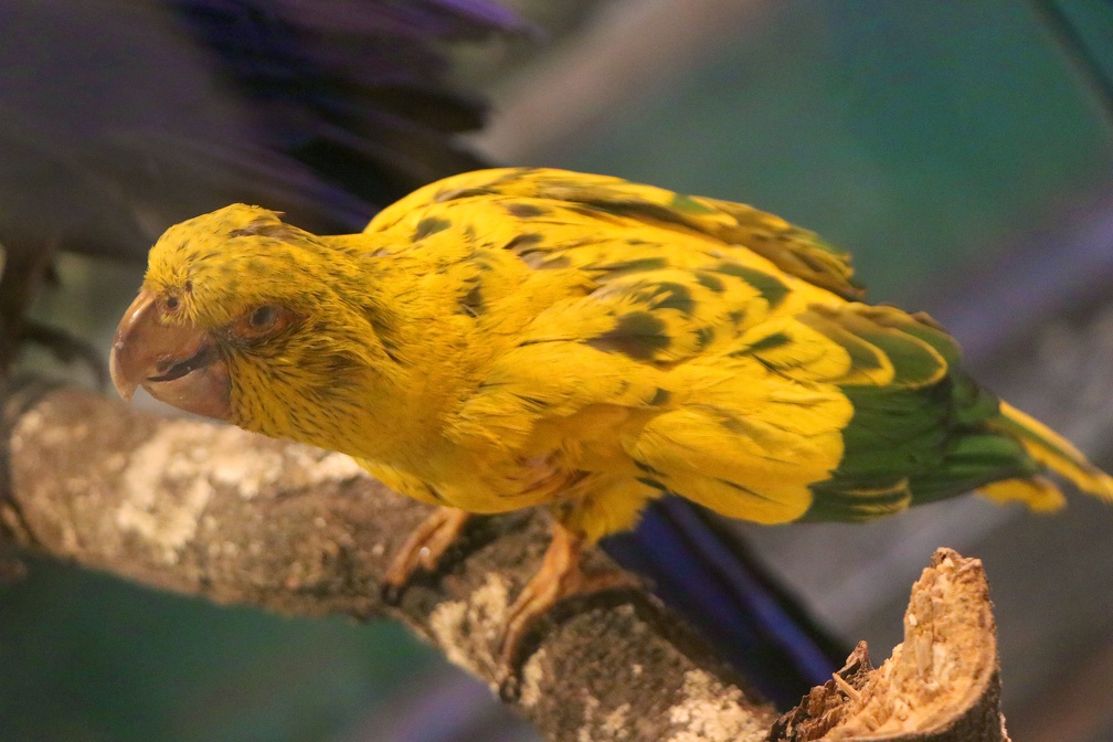 Exposições exploram a riqueza da fauna e flora dos biomas nacionais,