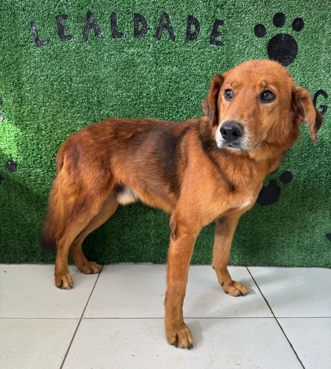Divulgação Frank tem 10 anos e deseja muito uma nova chance na vida